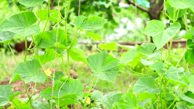 黄瓜叶、花圃中种植有机蔬菜。农业的农场视频素材