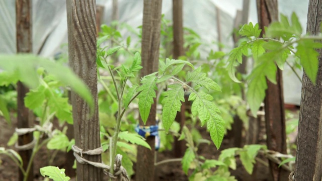 绿色番茄叶在温室中，种植有机、生态蔬菜视频素材