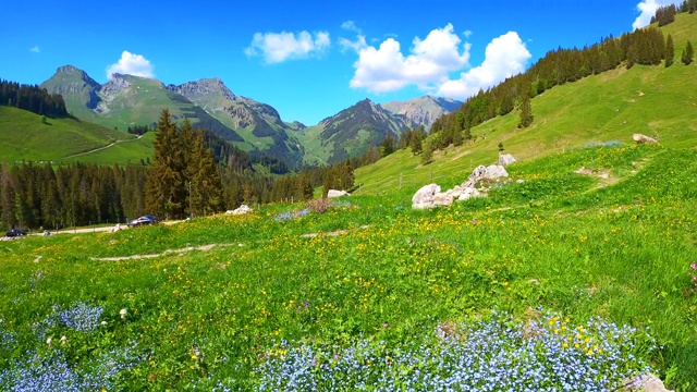 妇女戴着帽子看风景在高山草地，野花，瑞士阿尔卑斯山的背景视频素材