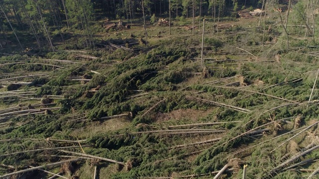 航拍:在针叶林的一片空地上飞行，这是由极端的风造成的。视频素材