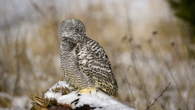 雪鸮，Bubo scandiacus，在冬天视频素材