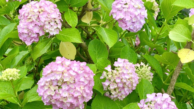 日本雨季绣球花视频素材