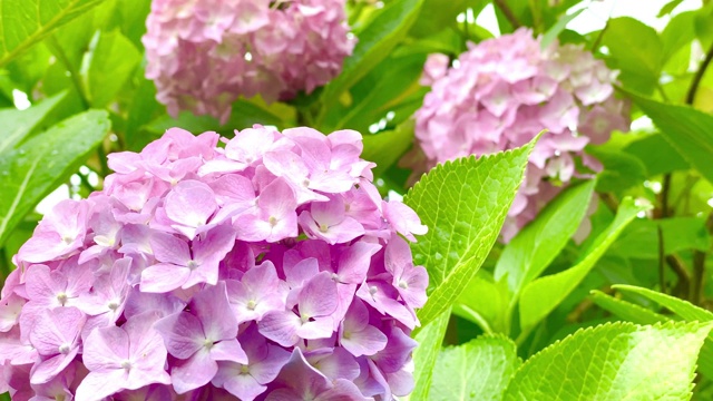 日本雨季绣球花视频素材