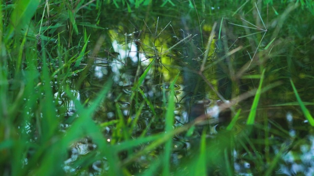 绿草和水坑视频素材