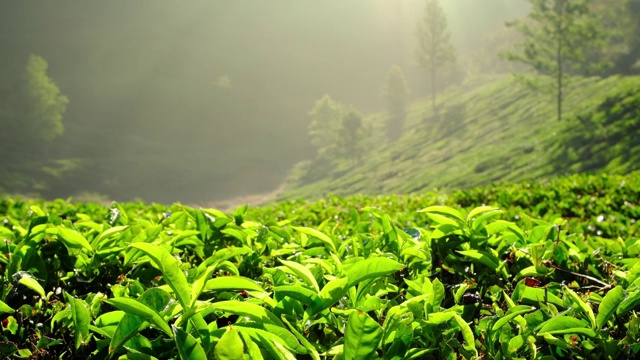 年轻的绿茶叶子在茶树上靠近视频素材