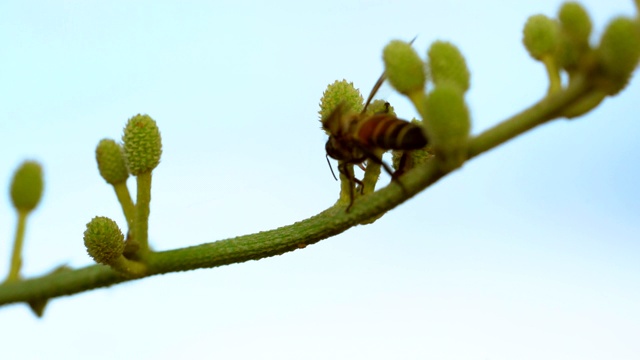 慢镜头蜜蜂昆虫在花上飞行，美丽的自然在花园和春天的季节，近距离的宏观花和蜜蜂概念，黄色和白色的花瓣花，动物在植物野生动物在阳光视频素材