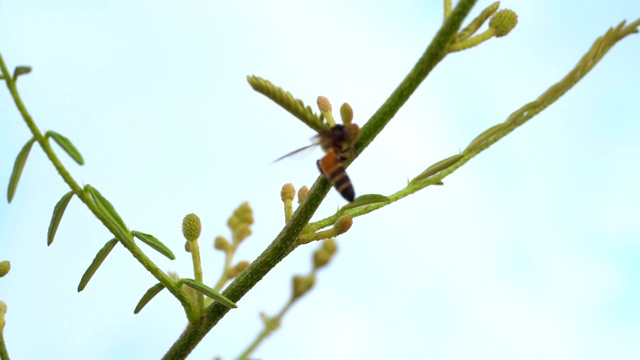 慢镜头蜜蜂昆虫在花上飞行，美丽的自然在花园和春天的季节，近距离的宏观花和蜜蜂概念，黄色和白色的花瓣花，动物在植物野生动物在阳光视频素材