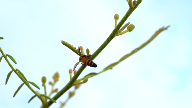 慢镜头蜜蜂飞翔和捕捉夏天树上的花朵，美丽的蜂虫工作吮吸花蜜寻找食物的花视频素材