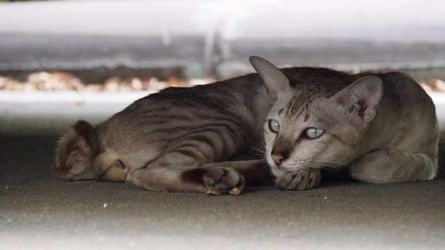 虎斑猫在地上睡觉视频素材