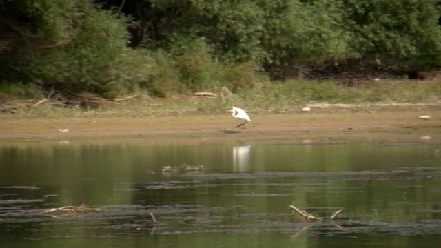 大白鹭(Lat。Ardea alba)。它缓慢而威严地移动着，伸长脖子，向前看寻找食物。它在白天和黄昏时单独或成群猎食视频素材