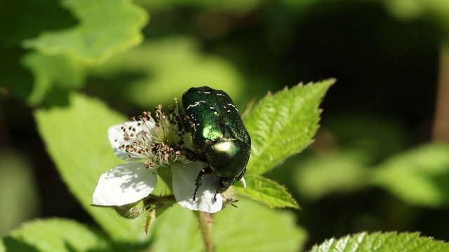 一个美丽的玫瑰金龟子或绿色金龟子甲虫，Cetonia aurata，花蜜上的黑莓花。视频素材