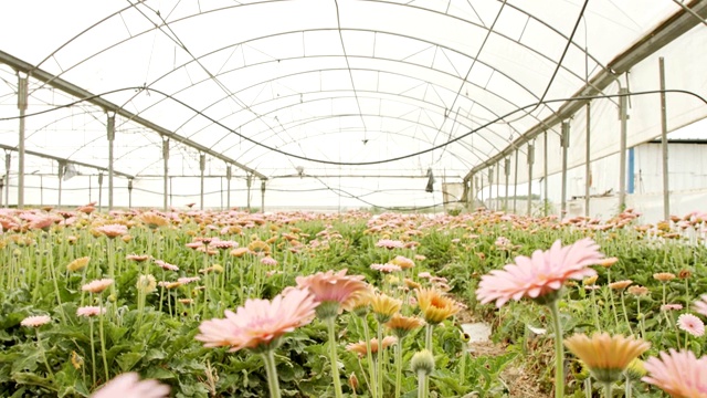 非洲菊在一个大温室里生长着多种颜色的花视频素材