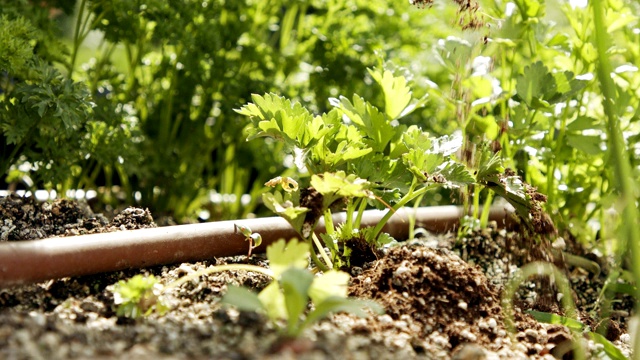 近距离观察在花园中给欧芹和莴苣植物施肥的农民视频素材