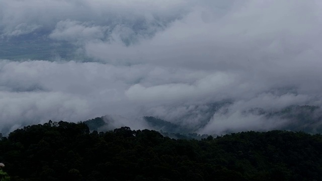 有雾的雨林视频素材