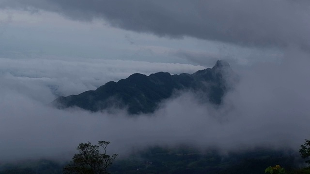 有雾的雨林视频素材