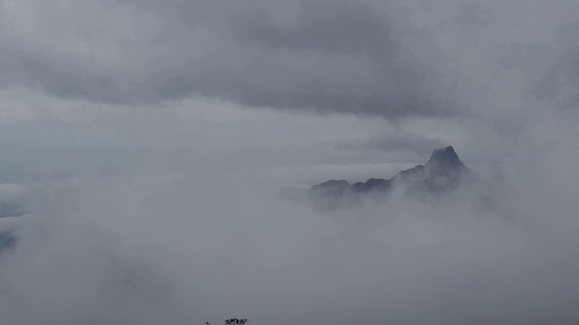 有雾的雨林视频素材