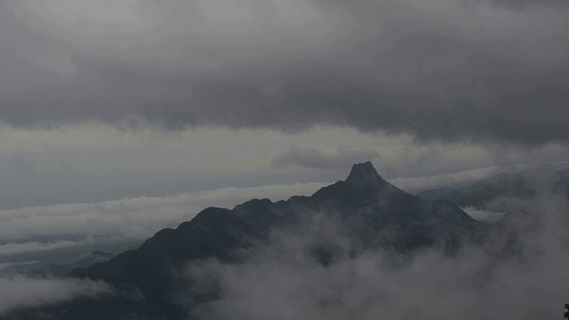 有雾的雨林视频素材