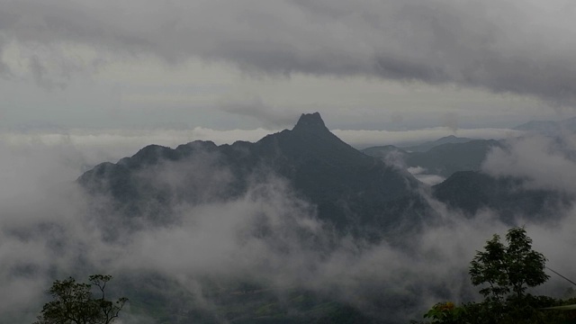 有雾的雨林视频素材