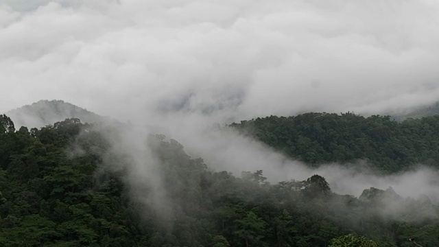 有雾的雨林视频素材