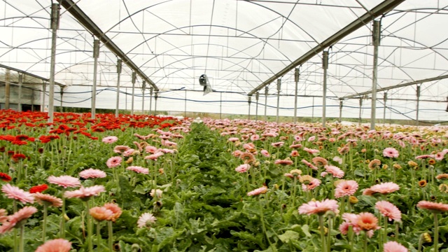 非洲菊在一个大温室里生长着多种颜色的花视频素材