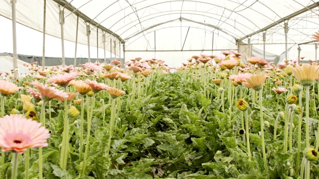 非洲菊在一个大温室里生长着多种颜色的花视频素材