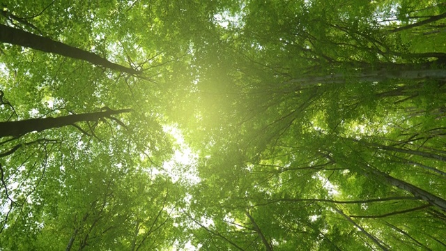 从下向上看郁郁葱葱的绿色树叶的树木与下午的太阳。穿过绿树成荫的森林。夏季背景，超高清，4K视频素材