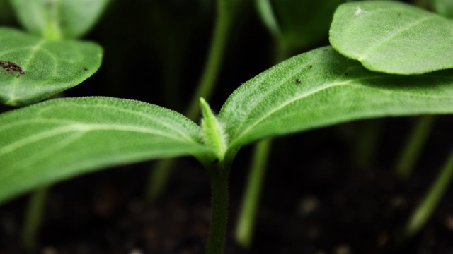 春季植物的生长时间，芽的萌发视频素材