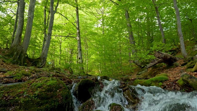 森林中湍急的河流。清澈的溪水流淌在长满苔藓的山毛榉林中。丰富的绿色植物。替身拍摄,4 k视频素材