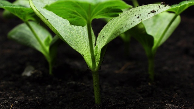 植物在春季生长，发芽，植物在温室，农业视频素材