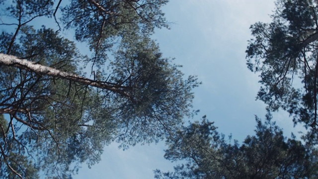 夏日森林里阳光普照的树枝视频素材