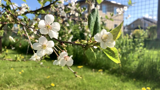 带花的苹果树枝。视频素材