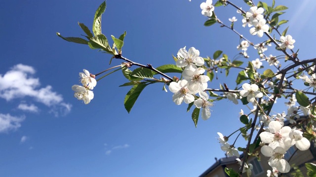 带花的苹果树枝。视频素材