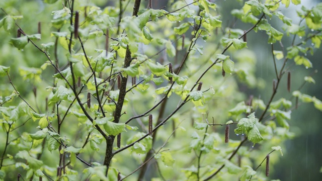 榛枝在春雨中摇曳视频素材