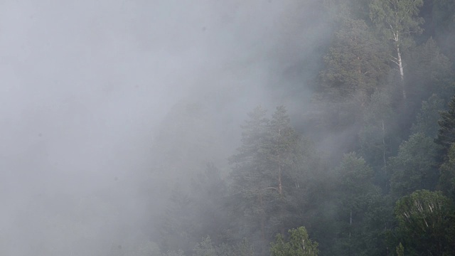 浓雾笼罩着茂密的针叶林视频素材