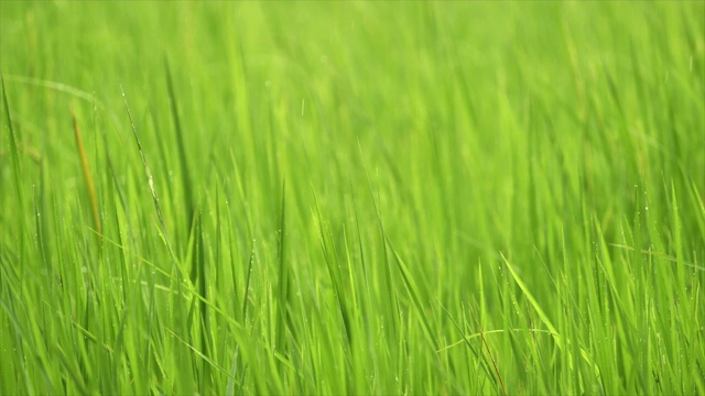 雨季的稻田视频下载