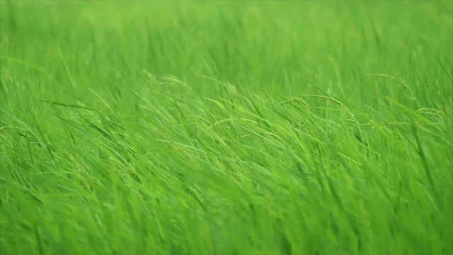 风在吹，雨在稻田里视频下载