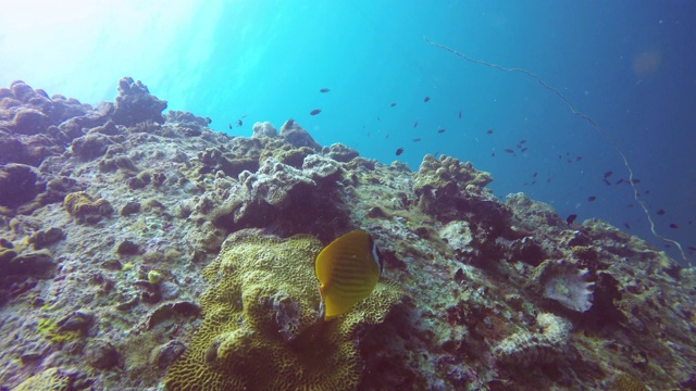 海洋潜水，水下五彩缤纷的热带珊瑚礁海景。海洋深处的一群海洋鱼类。软、硬珊瑚水生生态乐园背景。爱好水上极限运动。视频素材