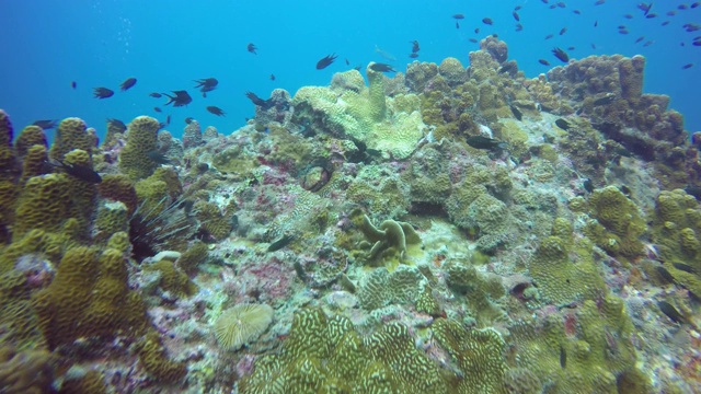 海洋潜水，水下五彩缤纷的热带珊瑚礁海景。海洋深处的一群海洋鱼类。软、硬珊瑚水生生态乐园背景。爱好水上极限运动。视频素材