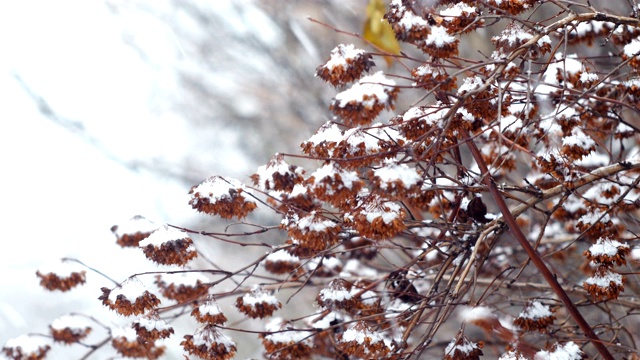 公园里灌木树枝上的雪视频素材