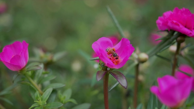 蜜蜂正在吃粉红色的花粉视频素材