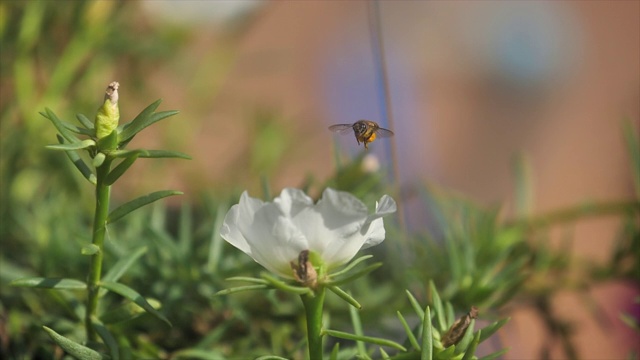 蜜蜂在花园里飞过白色的花朵视频下载