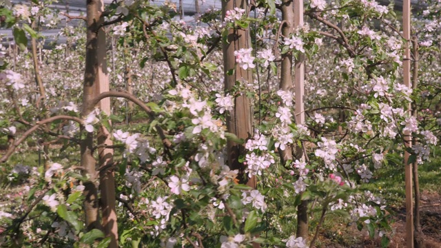 果树种植园与许多行低树干苹果视频素材