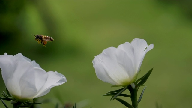 蜜蜂在花园里给白花授粉视频下载