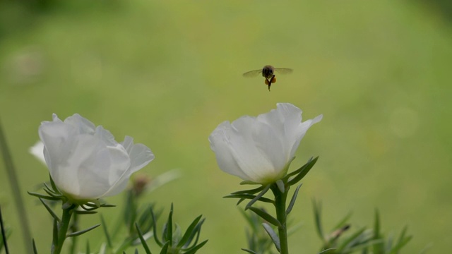 小蜜蜂飞向白色的花朵视频下载