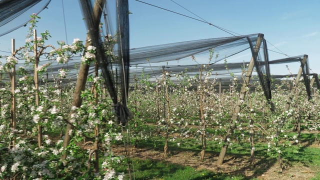 果树种植园与许多行低树干苹果视频素材