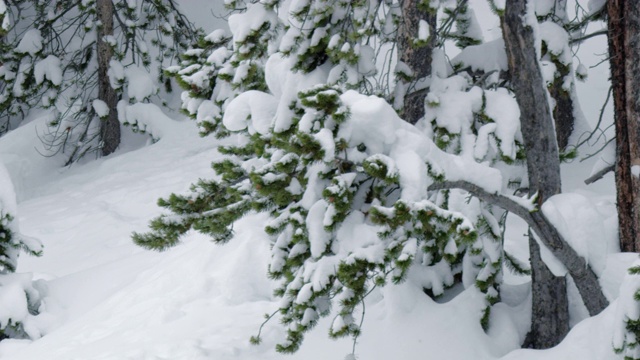 追踪拍摄到水獭在雪地里奔跑视频素材