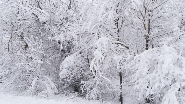 冬天森林里的慢镜头降雪视频素材