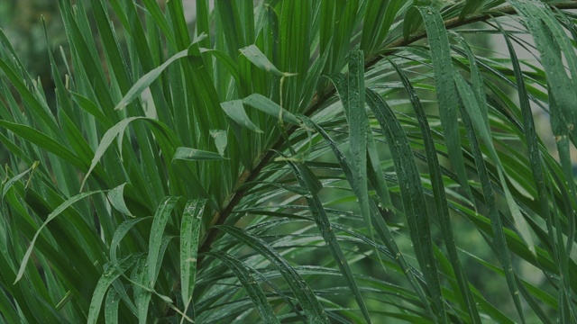 雨滴落在热带树叶上，轻柔而缓慢，风在吹视频下载