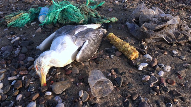 海鸥死于环境污染视频素材