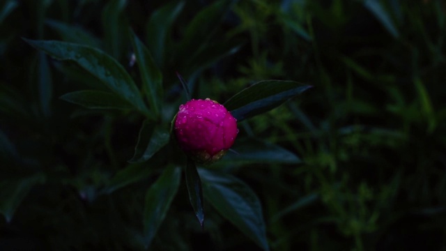 雨后玫瑰牡丹花的亮粉紧扣蓓蕾钮扣和风上的水珠轻轻摇曳视频下载